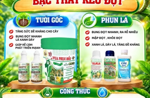 BẬC THẦY KÉO ĐỌT